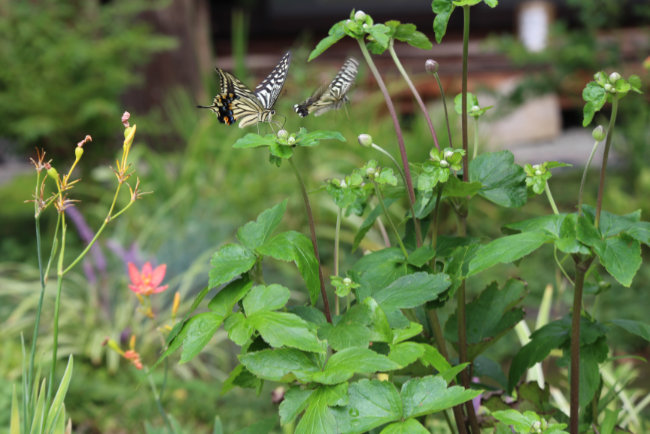 アゲハ蝶とシュウメイギク