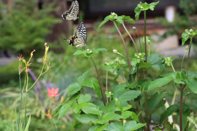 アゲハ蝶とシュウメイギク１